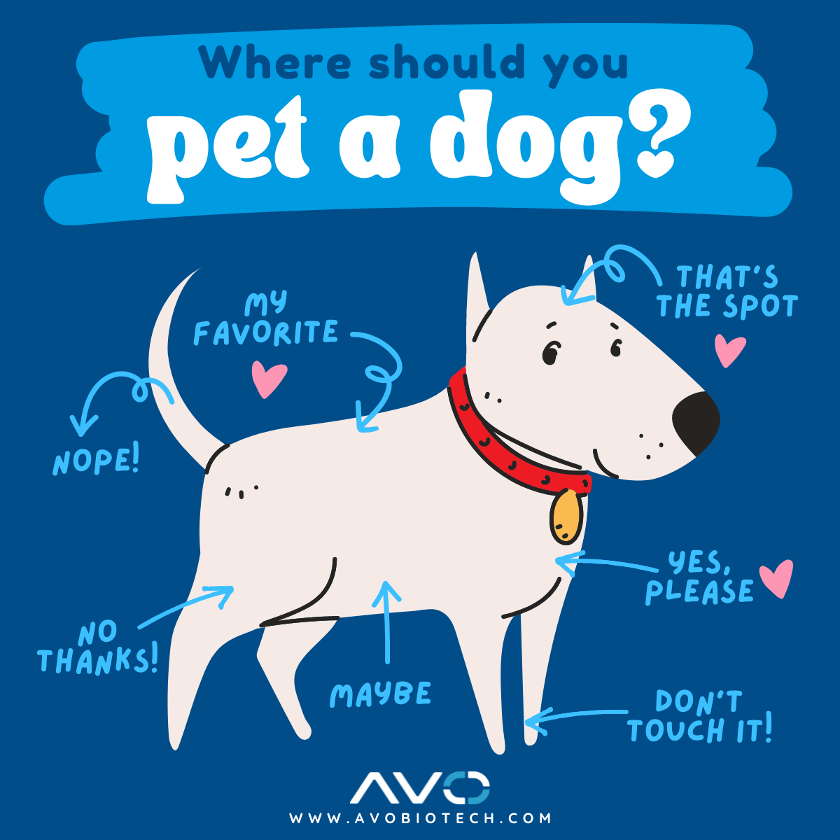 Where should you pet a dog?